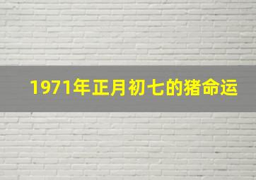 1971年正月初七的猪命运