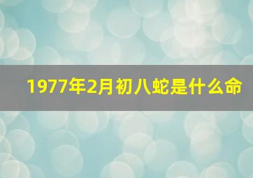 1977年2月初八蛇是什么命