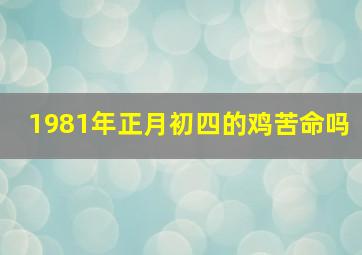 1981年正月初四的鸡苦命吗