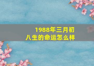 1988年三月初八生的命运怎么样