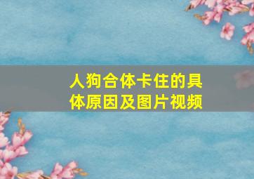 人狗合体卡住的具体原因及图片视频