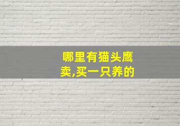 哪里有猫头鹰卖,买一只养的