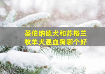 圣伯纳德犬和苏格兰牧羊犬混血狗哪个好