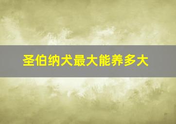 圣伯纳犬最大能养多大