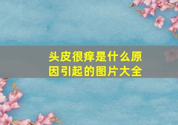 头皮很痒是什么原因引起的图片大全