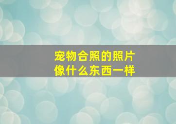 宠物合照的照片像什么东西一样