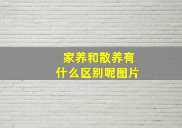 家养和散养有什么区别呢图片