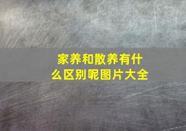 家养和散养有什么区别呢图片大全