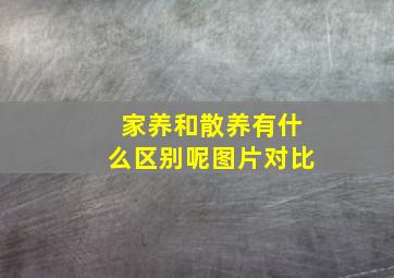 家养和散养有什么区别呢图片对比