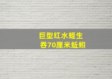 巨型红水蛭生吞70厘米蚯蚓