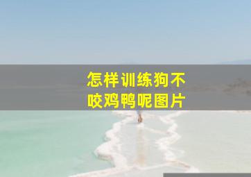 怎样训练狗不咬鸡鸭呢图片