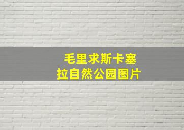 毛里求斯卡塞拉自然公园图片