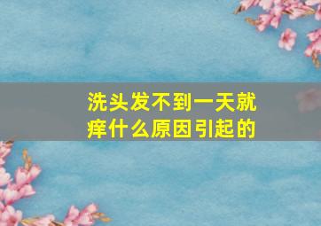 洗头发不到一天就痒什么原因引起的