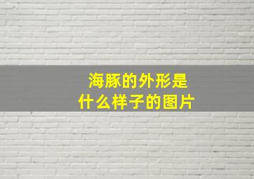 海豚的外形是什么样子的图片