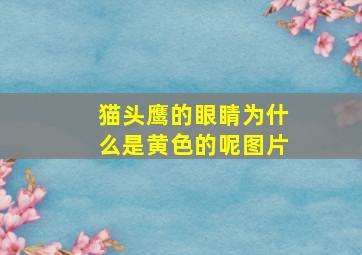 猫头鹰的眼睛为什么是黄色的呢图片