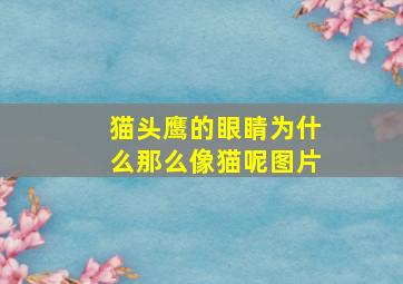 猫头鹰的眼睛为什么那么像猫呢图片