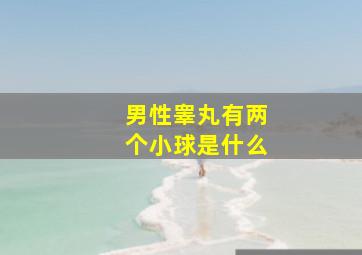 男性睾丸有两个小球是什么