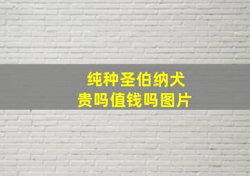 纯种圣伯纳犬贵吗值钱吗图片