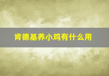 肯德基养小鸡有什么用