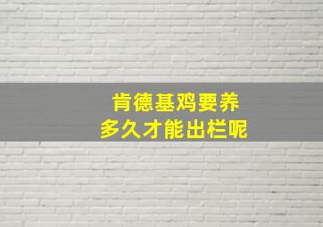 肯德基鸡要养多久才能出栏呢