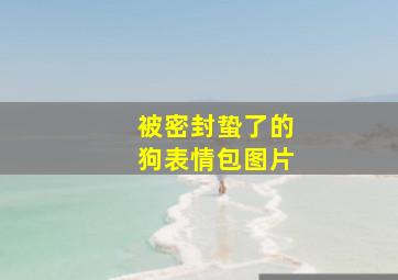 被密封蛰了的狗表情包图片