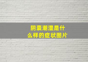 阴囊潮湿是什么样的症状图片