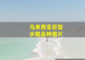 马来西亚巨型水蛭品种图片