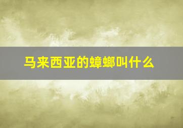 马来西亚的蟑螂叫什么