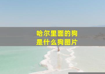 哈尔里面的狗是什么狗图片